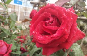 兰州宏利驾校