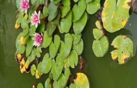 郑州中原驾校