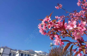 大理白族自治州交警驾校