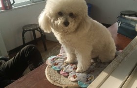 齐齐哈尔途安驾校