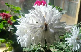 玉树藏族自治州平安驾校