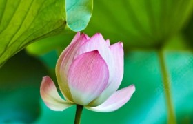 保定卓远驾校