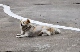 巴中平昌县安驰驾校