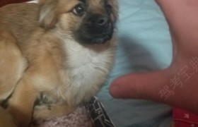 吉林万通驾校