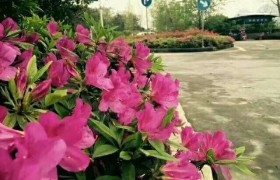 重庆顺发驾校