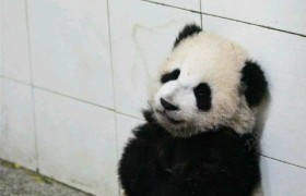 淄博昌泰驾校