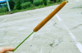 六安精美驾校