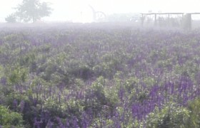保定蠡县驾校