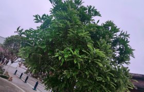 昭通平安驾校