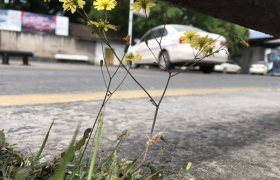 南充鹏红驾校