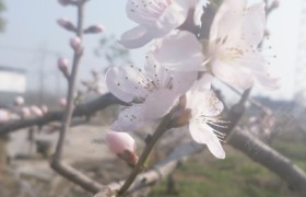 襄阳腾龙驾校