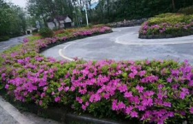 重庆顺发驾校