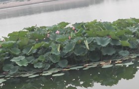 保定曲阳驾校