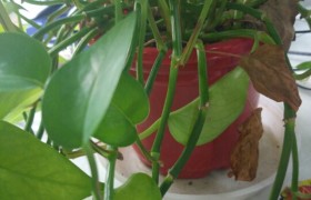 保定奥成驾校