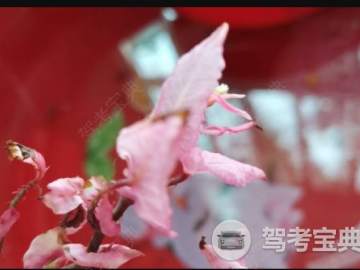 华骏驾校