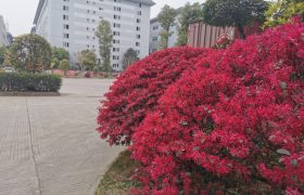 乐山君安驾校
