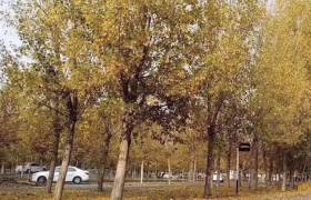 石家庄石家庄成功驾校